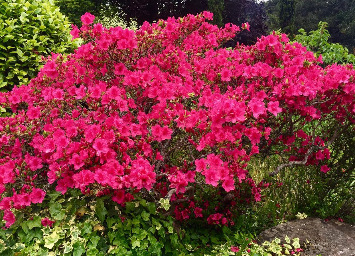 Quinta Das Faias Camacha  Ngoại thất bức ảnh